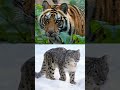 Tiger Vs Animal Kingdom