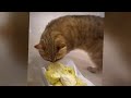 Funny Dog And Cat Videos 😆🤣 Best Funny Cats Videos 🐈🤣