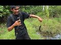 Sungai Alami Dipinggir Hutan Ternyata Dihuni Toman Ganas !!! || Giant Snakehead Fishing