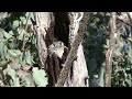 Owlet-Nightjar