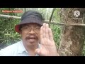 cek jebakan tupai/tikus di hutan Sibu Sarawak.ep.33. 👍🙏😂😀