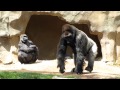 Cutest Baby Gorilla Ever with Mom and Dad