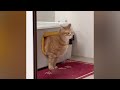 Funny animals! Funniest Cats and Dogs - 111