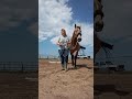 Uncut raw, horse lunging and poles