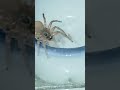 JUMPING SPIDER LIFE