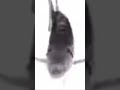 I bet this video can’t get the same number of likes and comments #fun #fish #funkytown #fypppppppppp