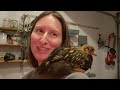 Holding 6 week old chicks - Four different chicken breeds