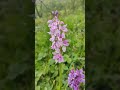 rare wild orchidee;: Dactylorhiza Majalis👌🤩