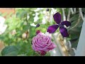 [16 varieties of clematis at my garden] Clematis special feature [Gardening at T's Garden]