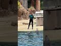 Dolphin sees him