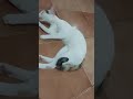 This is Sisri, a very fussy cat. #cat  #cats #catvideos #catlover