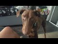 Red Doberman Pippin has a Temper Tantrum