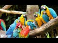 Majestic Animal world 4K 🌿Explore a World of Colorful wild Animals Relaxing to Soothing Music