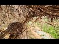 Falcon, Red Crow, Snake, Cuckoo, Coucal Attacking baby birds | Baby bird getting eaten :| Nest watch