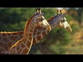 ЖИРАФИ - Найвищі тварини у світі - Документальний фільм про дику природу 4К
