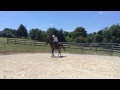 Horse Training - First Ride, First Mount, Difficult Horse