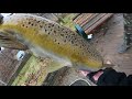 Non-Stop Brown Trout Fishing Action - Lake Ontario 2019