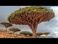 15 Most Unusual Trees In The World