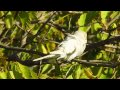 White budgerigar at Tommy Thompson Park (HD)