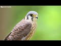 The Most Stunning Nature and Relaxing Bird Sounds to Relieve Stress and Beat Anxiety | Calm Time