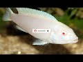 MBUNA CICHLIDS CARE GUIDE | AFRICAN CICHLIDS | MALAWI FISH