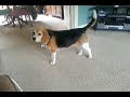 Teacup chihuahua vs beagle