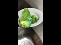 Cute Budgie Kuckie