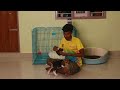 Sit Training To 50Days Old Puppy in Tamil