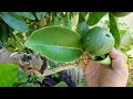 grafting orange on lime tree