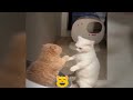 Best Cats Videos 🙀😂 Funny Cats Moments 2024 😹