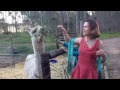 Feeding Alpacas and taking about my book