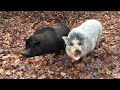 Pigs in woods while going fossil collecting