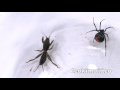 Redback Spider Home Week 7 Devil Bug Educational Spider Video