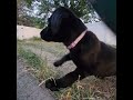 She is my Midnight, 2 month old black lab puppy, and I love her already.