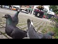 Sunday Morning Pigeon Fun