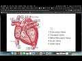 Unit 9 Obj 2 A & P Heart