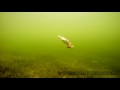 Underwater experiment: Will Pike eat zombie fish? Attacks on Zombait - robot fishing lure.