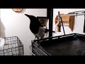 This Talking magpie is Amazing!