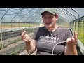 Growing 10,000 Pounds of Organic Tomatoes in a High Tunnel Greenhouse