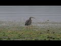 Great Blue Heron and Large Fish