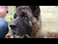 THE AKITA - JAPANESE BEAR HUNTING DOG