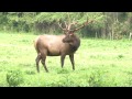 Paintball guns used on elk in Great Smoky Mountains National Park