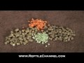 Tortoise Feeding and Nutrition - ReptileChannel.com