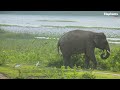 The baby elephant separated from the herd රංචුවෙන් වෙන් උ මෛත්‍රී Elephant soul
