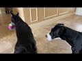Amused Cat Watches Funny Great Danes Play Tug of Ball