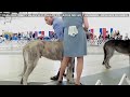 07-05-2024 TRINITY VALLEY KENNEL CLUB - Irish Wolfhounds