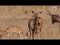 Natural scenery and Animal life on planet earth | Education about Animal names and Animal sounds|4K