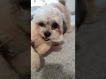 cute dog playing with the toys 🧸