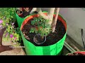 घर में आसानी से लगाएं मोरिंगा, जानिए सहजन का पौधा गमले में कैसे उगाएं | How To Grow Drumstick Plant