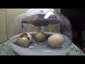 Chickens hatching - Timelapse